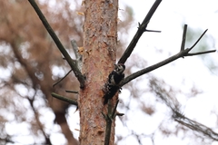 Dendrocopos syriacus