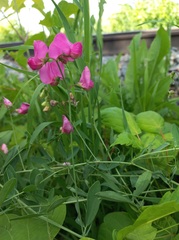 Lathyrus tuberosus