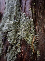 Pannaria conoplea image