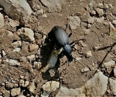 Carabus coriaceus