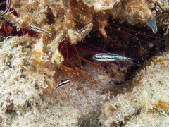 Actinopterygii