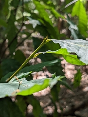 Quercus montana