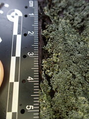 Pannaria conoplea image