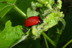 Chrysomela populi