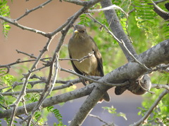 Turdus grayi