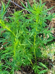 Artemisia biennis