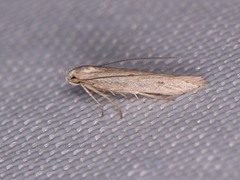 Haplochrois bipunctella