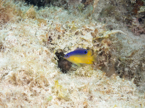 Beaugregory (Stegastes leucostictus) — Pomacentridae — 3