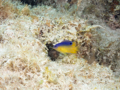 Stegastes leucostictus