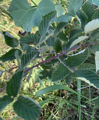 Rubus allegheniensis