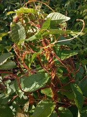 Cuscuta lupuliformis