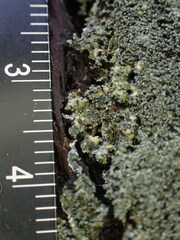 Pannaria conoplea image