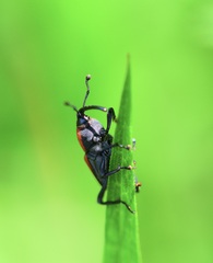 Rhodobaenus quinquepunctatus