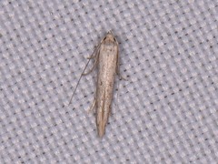 Haplochrois bipunctella