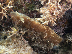 Pinnidae