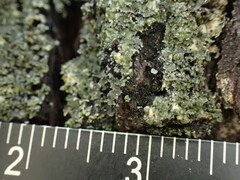 Pannaria conoplea image