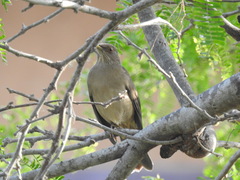 Turdus grayi
