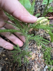 Dendrolycopodium dendroideum