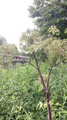 Angelica atropurpurea