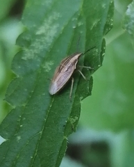 Aelia acuminata
