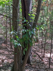 Quercus montana