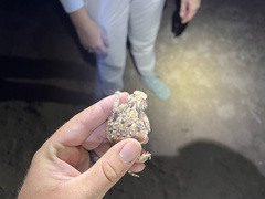 Phrynosoma goodei