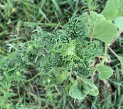 Ambrosia psilostachya