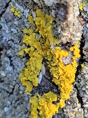 Xanthomendoza fallax