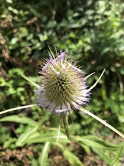 Dipsacus fullonum
