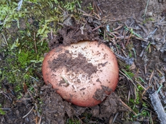 Russula xerampelina
