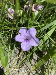 Ruellia humilis