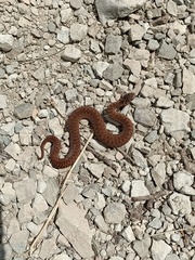 Vipera berus