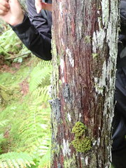 Fuscopannaria leucosticta