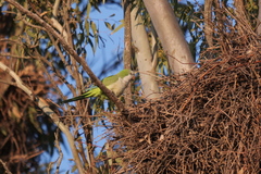 Myiopsitta monachus