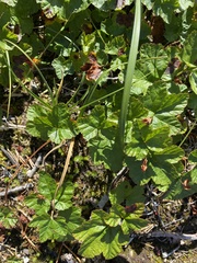 Rubus chamaemorus