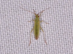 Trigonotylus