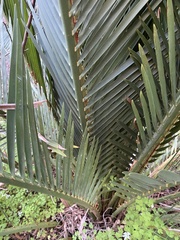 Macrozamia riedlei