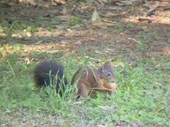 Sciurus vulgaris
