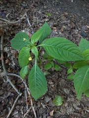 Impatiens parviflora