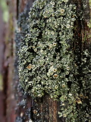 Fuscopannaria leucosticta