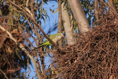 Myiopsitta monachus