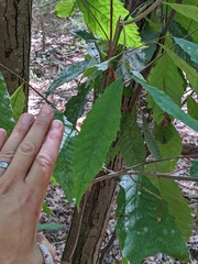 Quercus montana
