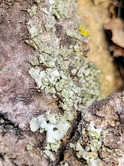 Flavopunctelia flaventior