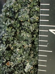 Fuscopannaria leucosticta