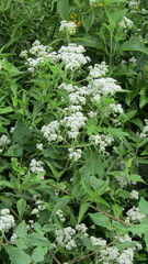 Austroeupatorium