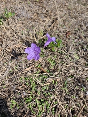Ruellia nudiflora