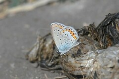 Plebejus argyrognomon