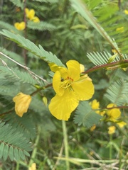Chamaecrista