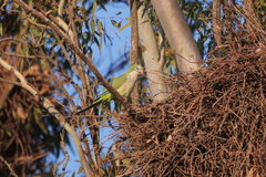 Myiopsitta monachus