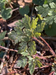 Geranium robertianum